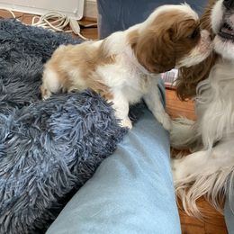 Black Russian Terrier and Cavalier King Charles Spaniel Puppies from Ocean Gem & Guardian Bears