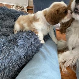 Black Russian Terrier and Cavalier King Charles Spaniel Puppies from Ocean Gem & Guardian Bears