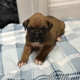 Boy 2 - Fawn male Boxer puppy in Prestonsburg, Kentucky from Bre’s Boxers