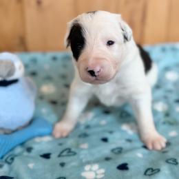 Dart - Black and white male Border Collie puppy in Owenton, Kentucky from Three16 Ranch