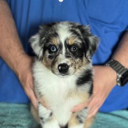 Botch - Blue merle male Australian Shepherd puppy in Rapid River, Michigan from Echolight Australian Shepherds