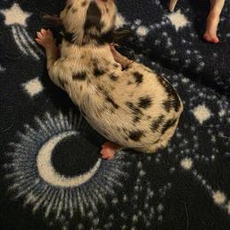 Black merle 2 - Merle female Chihuahua puppy in Clarksville, Indiana from Fabulous little paws