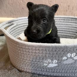 Green collar girl - Black female Scottish Terrier puppy in Nickelsville, Virginia from Pecan Creek