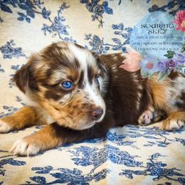 Sora - Red merle female Australian Shepherd puppy in Honeoye Falls, New York from Soaring SKKY Australian shepherds