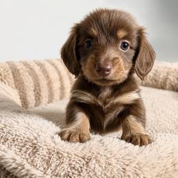 Daisy - Chocolate and tan female Dachshund puppy in Gold Canyon, Arizona from Silverking Kennels