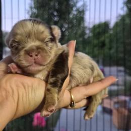 Viserys (AKC) - Merle male Chihuahua puppy in Silver Summit, Utah from Snow Peak Kennel