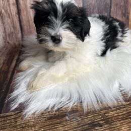 Rocky - Parti male Yorkshire Terrier puppy in Tulsa, Oklahoma from Conns Cuddly Canines