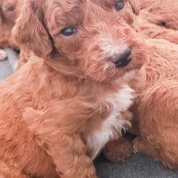 Poodles from Vintage Charm Farm