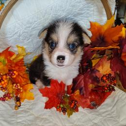 Runt - Black and tan male Pembroke Welsh Corgi puppy in Saltville, Virginia from Kathy's Corgis