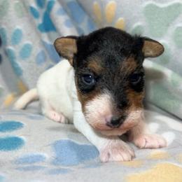 Only Girl - White black and tan female Wire Fox Terrier puppy in Ennis, Texas from Syrayed Farm