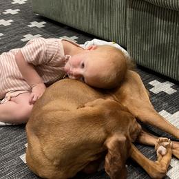 Vizsla Puppies from Firestone Vizslas
