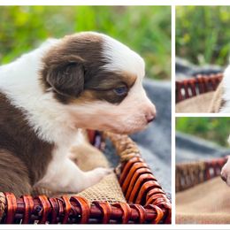 Australian Shepherd Puppies from Soggy Bottom Farms