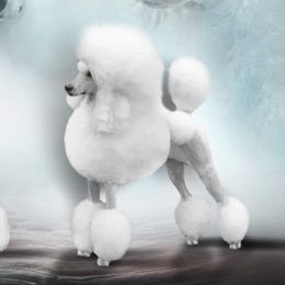 Daenerys - Poodle