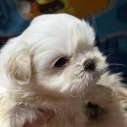 Goofy - White male Shih Tzu puppy in Azusa, California from RJ Shih Tzu lover