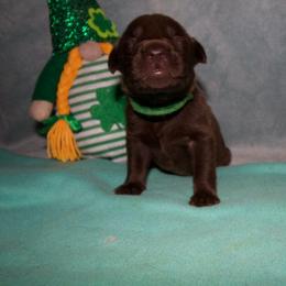 Green collar - Chocolate male Labrador Retriever puppy in Arlington, Washington from Stout's Hunting Labs and trsbullies