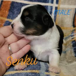 Senku - Black tri-color male Australian Shepherd puppy in Fort Cobb, Oklahoma from White Run Ranch