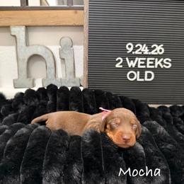 Mocha - Chocolate and tan female Dachshund puppy in Goodyear, Arizona from AZ Low Life Doxies