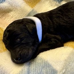 Jacob - Black male Poodle puppy in Gallatin, Tennessee from BRosie 9  Standard Poodles