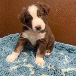 Wild Bill - Red & white male Australian Shepherd puppy in Smithfield, Utah from C&C Ranch
