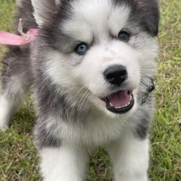 Koda - Black and white male Siberian Husky puppy in Lagro, Indiana from Siberian Huskies-Beckham the Great