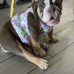Bulldog and French Bulldog Puppies from JuneBug Bullies