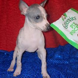 Just Like Mama - White and black female American Hairless Terrier puppy in Lebanon, Missouri from Hearts Companions