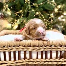 Red - Caramel cream female Australian Labradoodle puppy in Auburn, Washington from West Valley Labradoodles