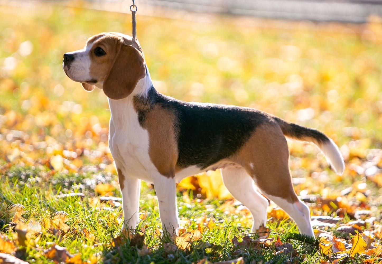 Beagle stands on leash outside