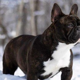 French Bulldogs from Boone county frenchies