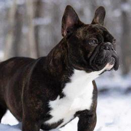 French Bulldogs from Boone county frenchies