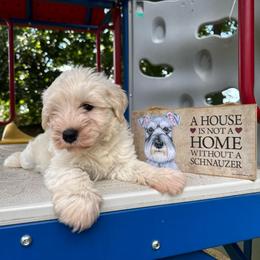 Archie - White male Miniature Schnauzer puppy in Auburn, Georgia from Very Special Mini Schnauzers