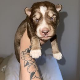 Boy 2 - Red and white Siberian Husky puppy in Jonesborough, Tennessee from Dry Creek Siberians