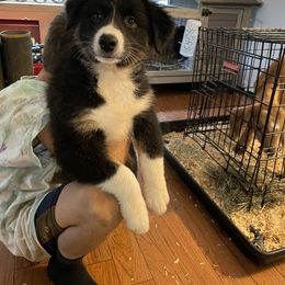 Australian Shepherd Puppies from Anderson Aussies