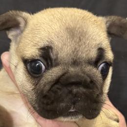 CARRIE    Fawn pink collar - Fawn female French Bulldog puppy in Rhode Island from Hope Valley Hounds