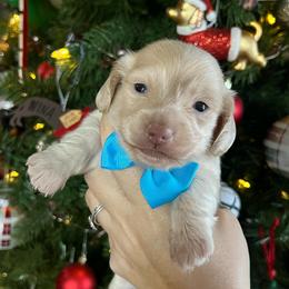 Frosty - Cream male Dachshund puppy in Payette, Idaho from NT Mini Doxies