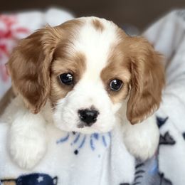 Cavalier King Charles Spaniels from Countryside Royalty Cavaliers