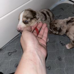 Red collar boy - Red merle male Australian Shepherd puppy in Flat Rock, Alabama from Fluffy Butt Acres