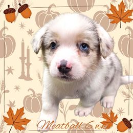 Reese - Blue merle and white male American Corgi puppy in Mansfield, Ohio from Moonrise corgis