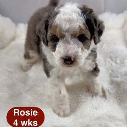 Rosie - Blue merle female Bernedoodle puppy in Henderson, Nevada from P3Puppies