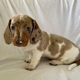 Dachshund Puppies from Welden’s Miniature Dachshunds