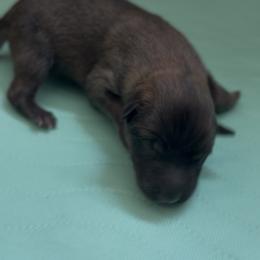 Medium sized black mask male - Black sable male Belgian Malinois puppy in Dallas, Texas from RoyalHaus Malinois