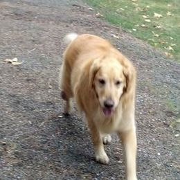 Golden Retrievers from Irish Acre