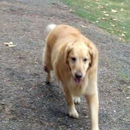 Golden Retrievers from Irish Acre