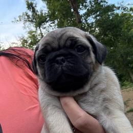 Jude - Fawn male Pug puppy in Milam, West Virginia from Vaubel Country Pugs