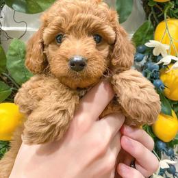 Goldendoodle Puppies from Sunnydoodle Utah