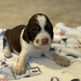 Female 1 - Tri-Roan female English Springer Spaniel puppy in Fairfield, California from Goldridge Springers