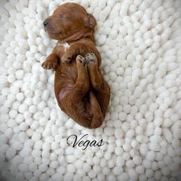 Vegas - Red  male Goldendoodle puppy in from Pink Poodles and Doodles