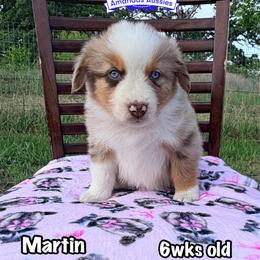 RMF Pink collar - Red merle female Australian Shepherd puppy in Greenville, Texas from Amandas Aussies