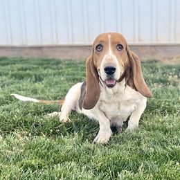 Reba - Basset Hound