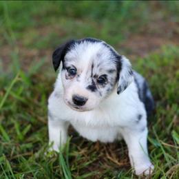 Cosmos - Blue merle male Border Collie puppy in Opelousas, Louisiana from Zahara Border Collies